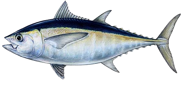 Blackfin tuna - offshore tuna fishing in the Gulf Stream