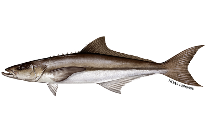 Cobia - bottom fishing target species in South Florida