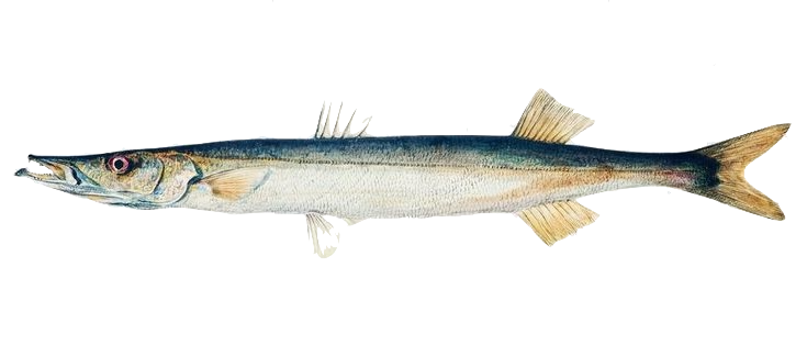 Barracuda - exciting game fish caught offshore Boynton Beach