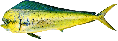 Mahi-mahi dolphin fish - popular catch on Florida fishing charters