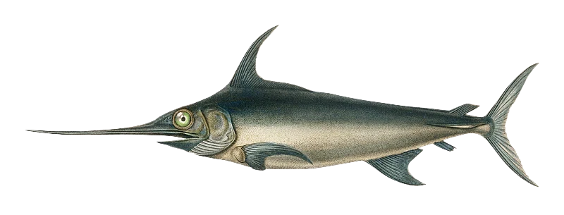 Swordfish - deep drop swordfishing charter Boynton Beach