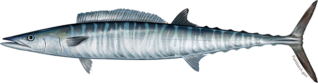 Wahoo - target species on Boynton Beach fishing charters